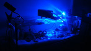 三湖慈鲷养殖中海水技术的应用与过滤系统优化探讨