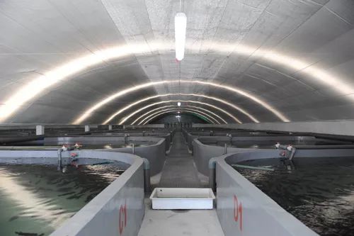 3条海鱼10年增值300亿，工业化养殖模式引领海水养殖新变革