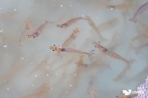 武汉临空港经济技术开发区探索海水养殖技术研发，助力社会民生发展